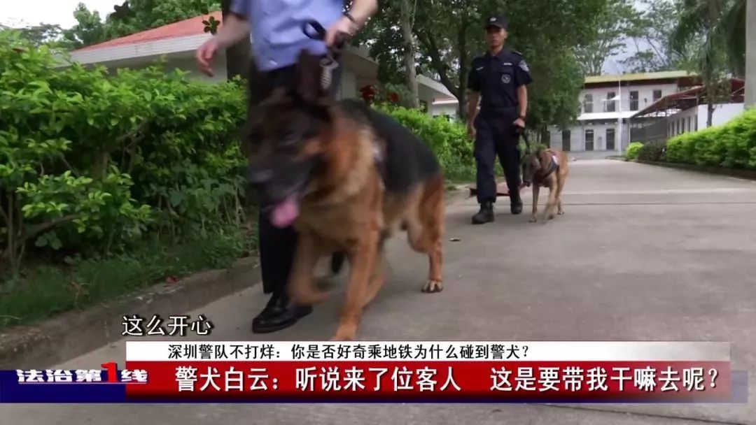 广东深圳警犬，城市忠诚守护者