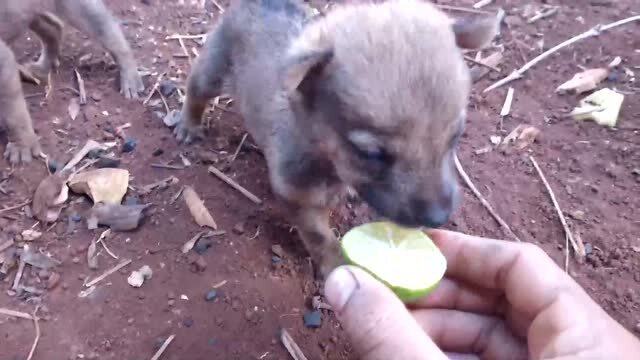 萌犬欢乐瞬间，狗狗爆笑视频集锦